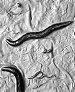 Ceanorhabditis elegans