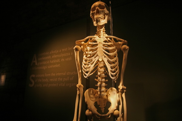 Ez a csontvz nem a biolgia szertrbl van
