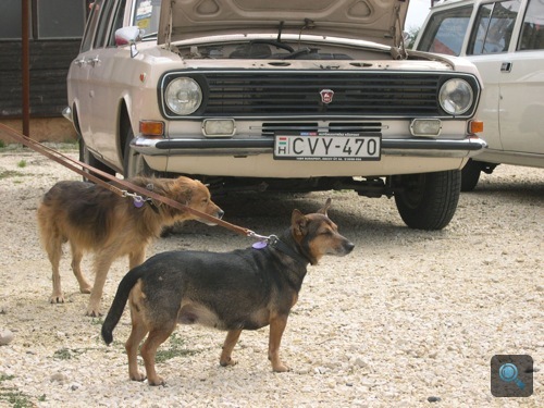 Két kutya egy fehér Volga előtt