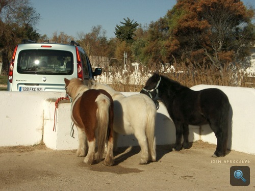 Camargue-i lovak egy Renault Kangoo mögött