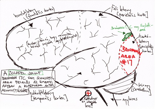 A Brodmann 17C- vagy Scaglietti-area az emberi agyban