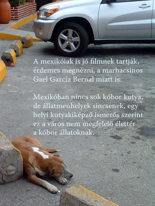 A mexikóiak is jó filmnek tartják, érdemes megnézni, a marhacsinos Gael García Bernal miatt is. Mexikóban nincs sok kóbor kutya, de állatmenhelyek sincsenek, egy helyi kutyakiképző ismerős szerint ez a város nem megfelelő élettér a kóbor állatoknak.