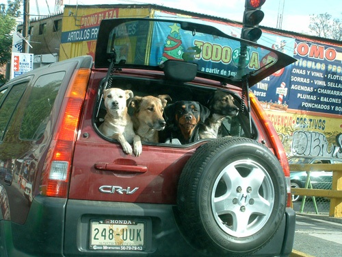 Honda CR-V-ből kilógó kutyák