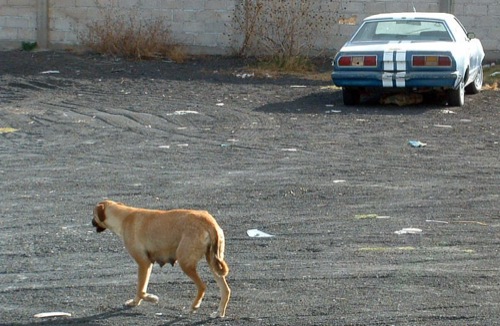 Kutya egy öreg Ford Mustang előtt