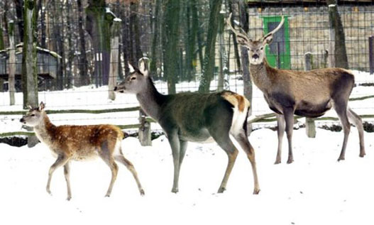 Bambi és családja