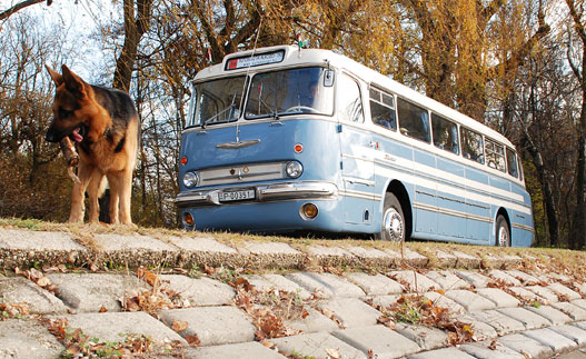 Óriási kutya, kicsi busz